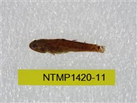 藏品(泰加拉鯔鰕虎魚)的圖片